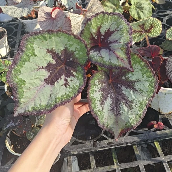 天蝎座秋海棠一物一拍