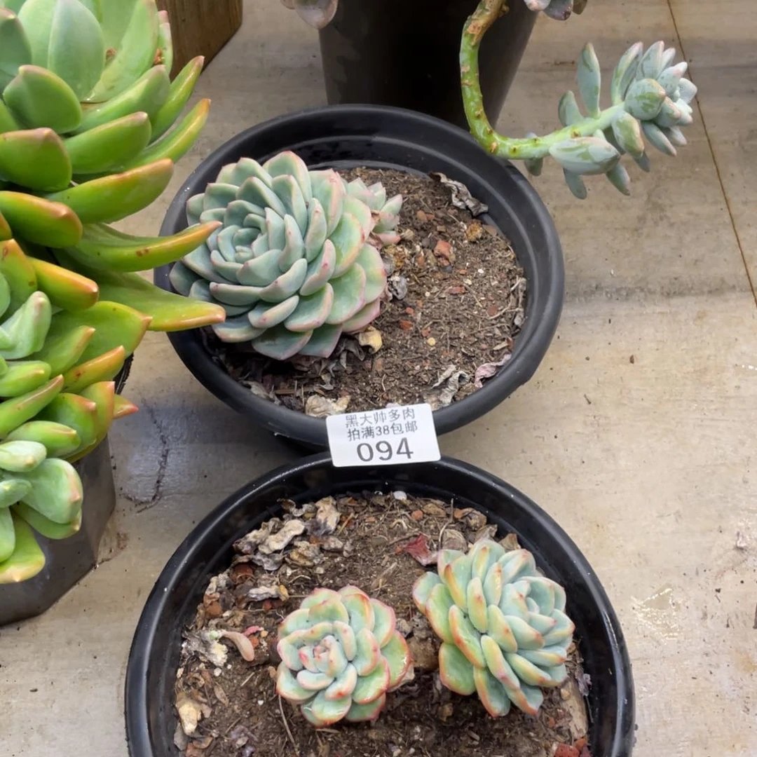 黑大帅多肉94泡芙两颗