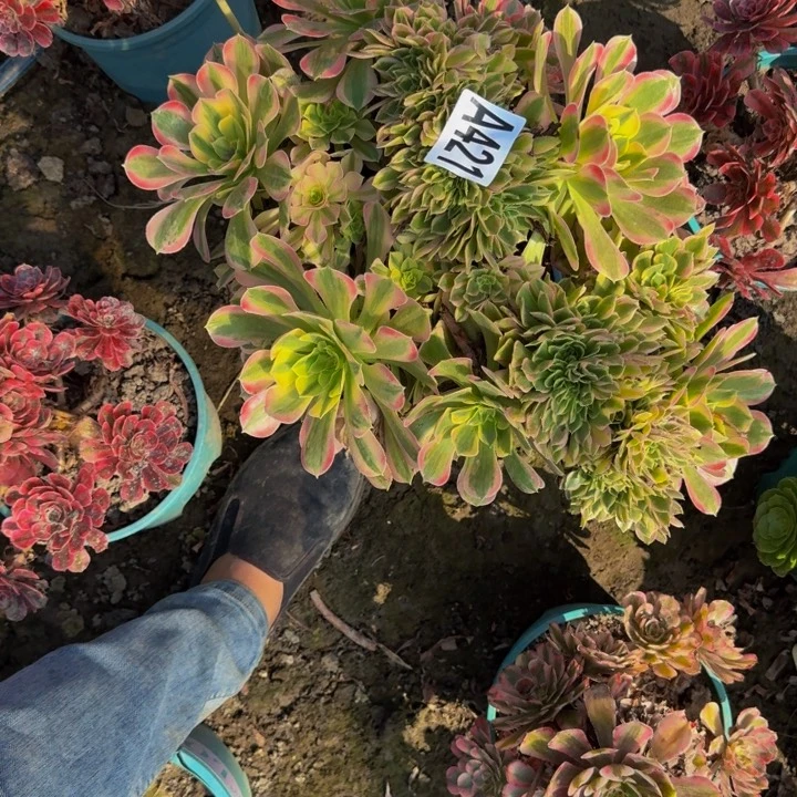 女巫花25-11包邮花花