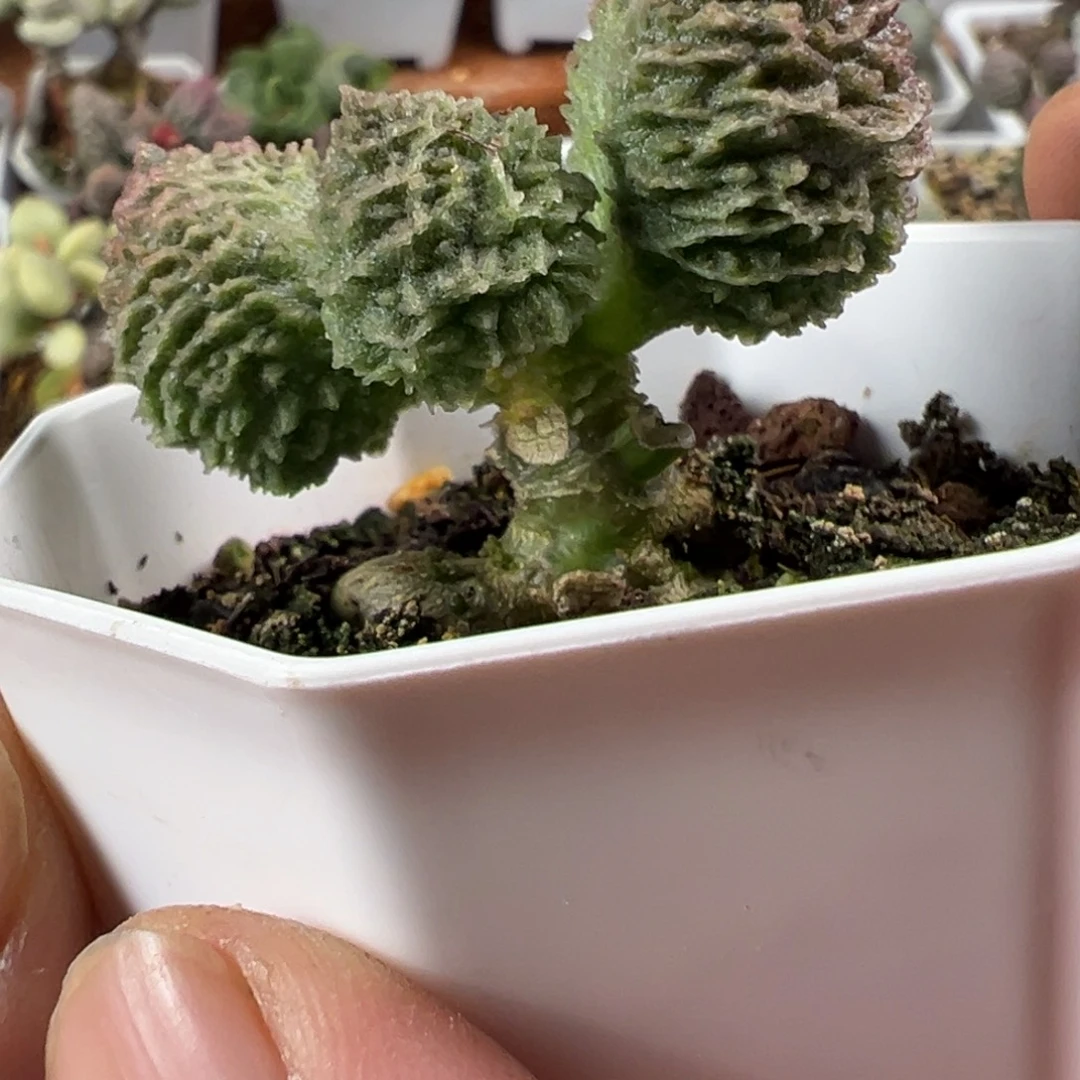 螺旋纹牛角包多肉植物