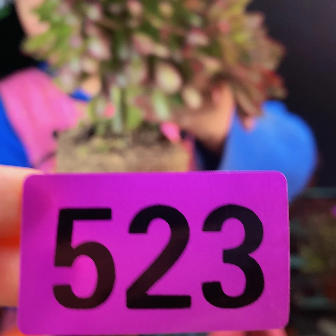 ssssssssssssssssssssss523