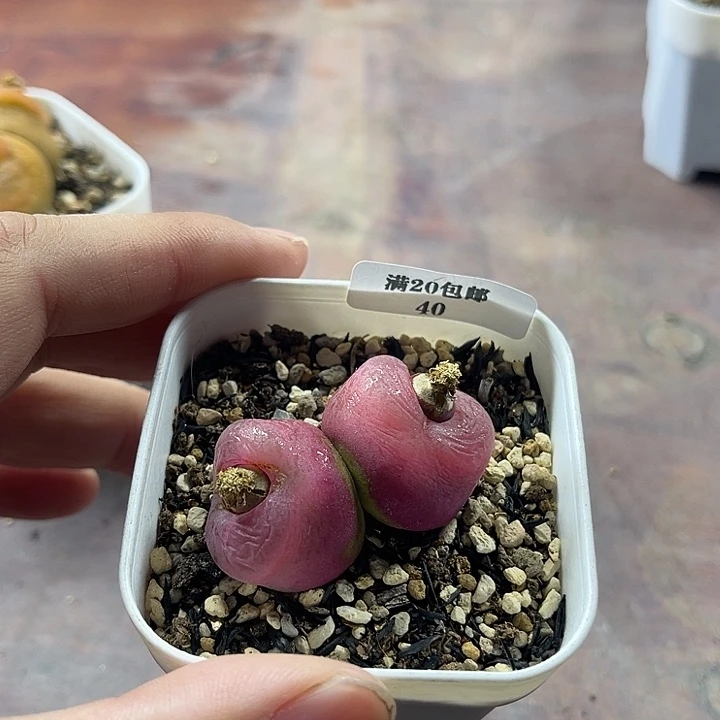 无花朵40、双头绒面毛