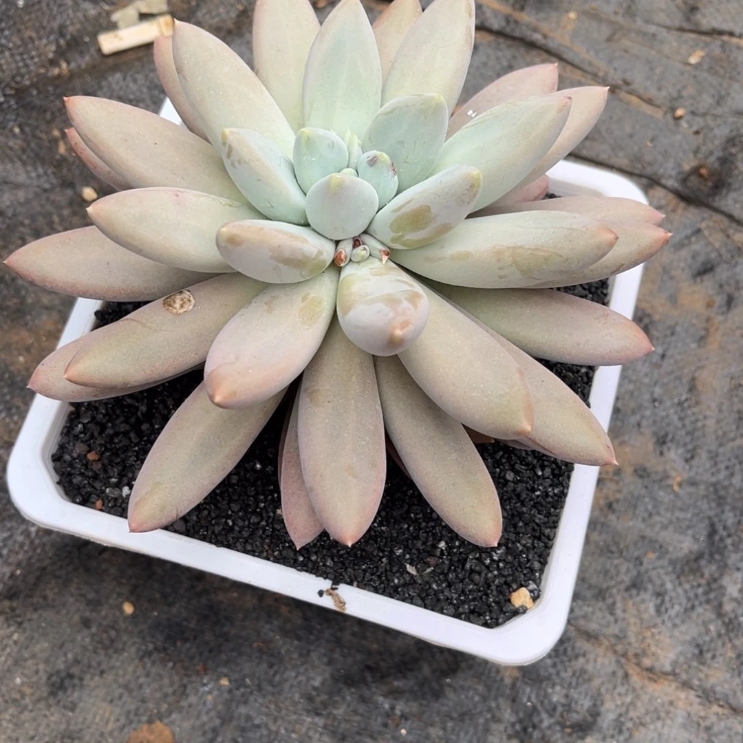 毛***雨多肉植物哥特萝莉