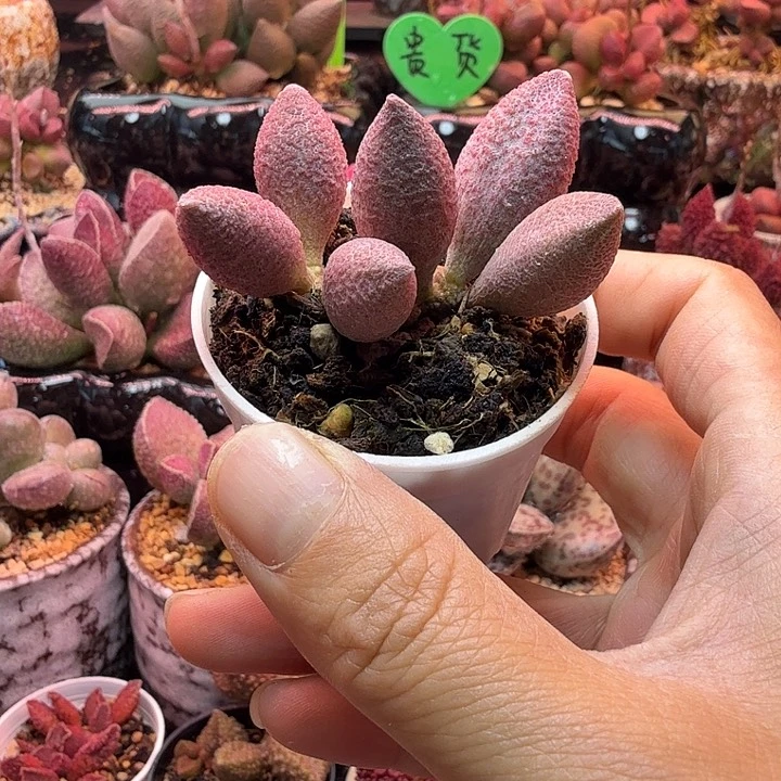 水蜜桃的味道真的很好