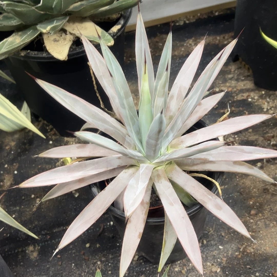 冥王龙舌兰系列龙舌兰