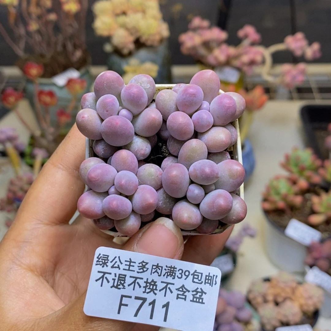 O****吖711粉泡泡四颗1.5c m