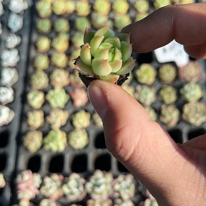火凤凰 满10颗包邮