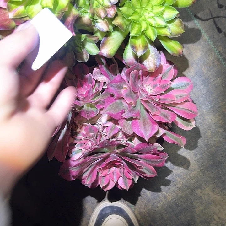 陳****?多肉法师植物链接83