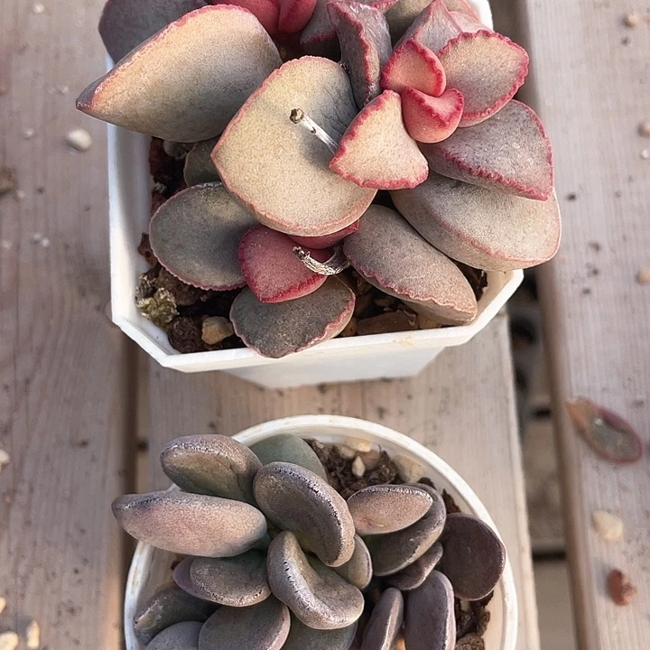 1805。     两颗水泡