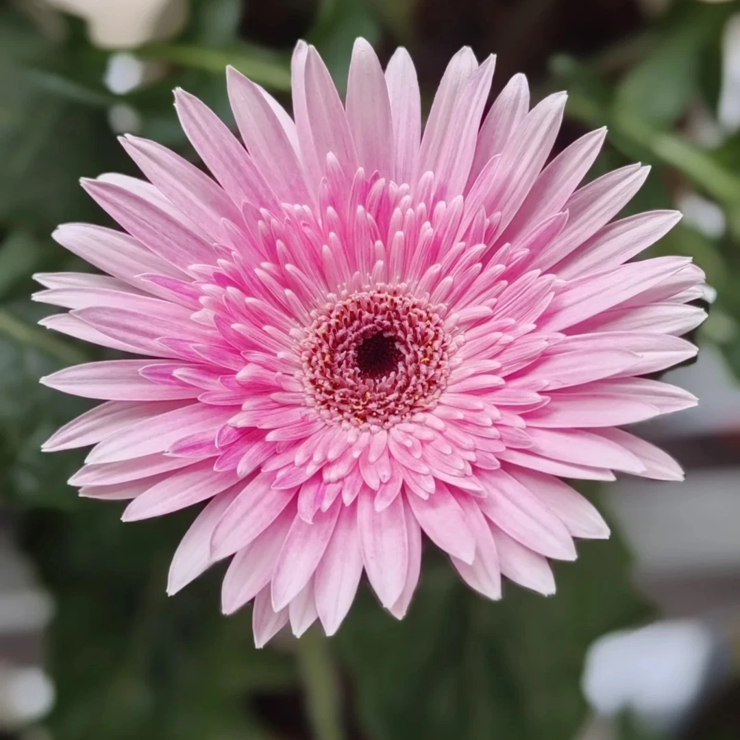 【工厂直发】非洲菊弗朗花粉蝶