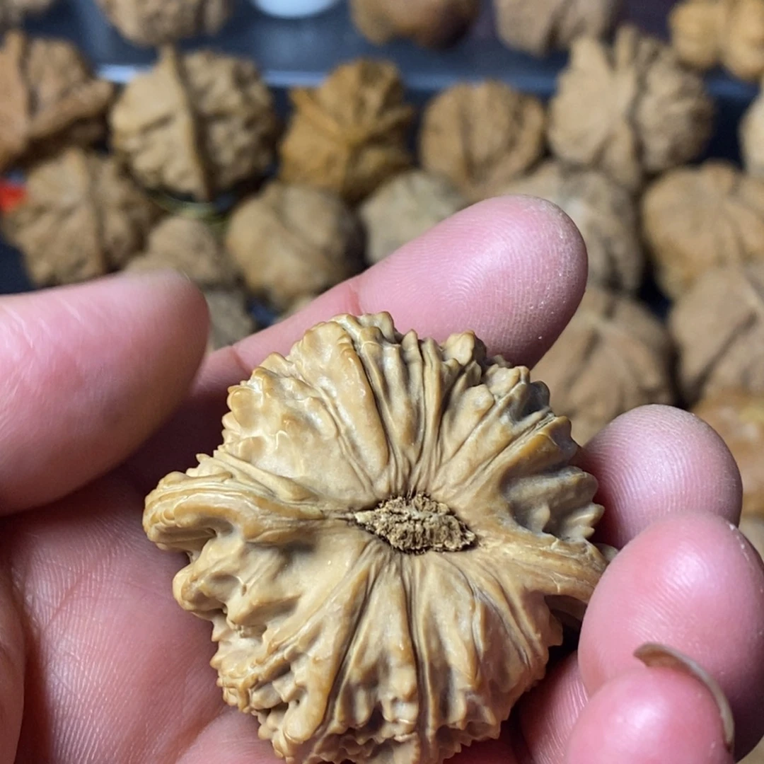 如***壹大叶紫檀（黑酸枝木类）