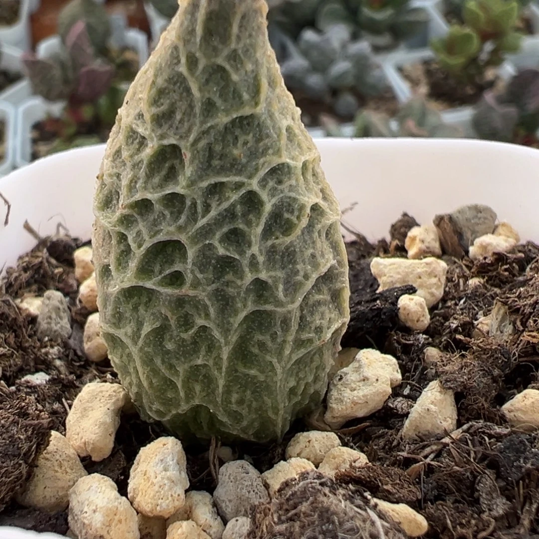 粉红冰激凌大苗多肉植物