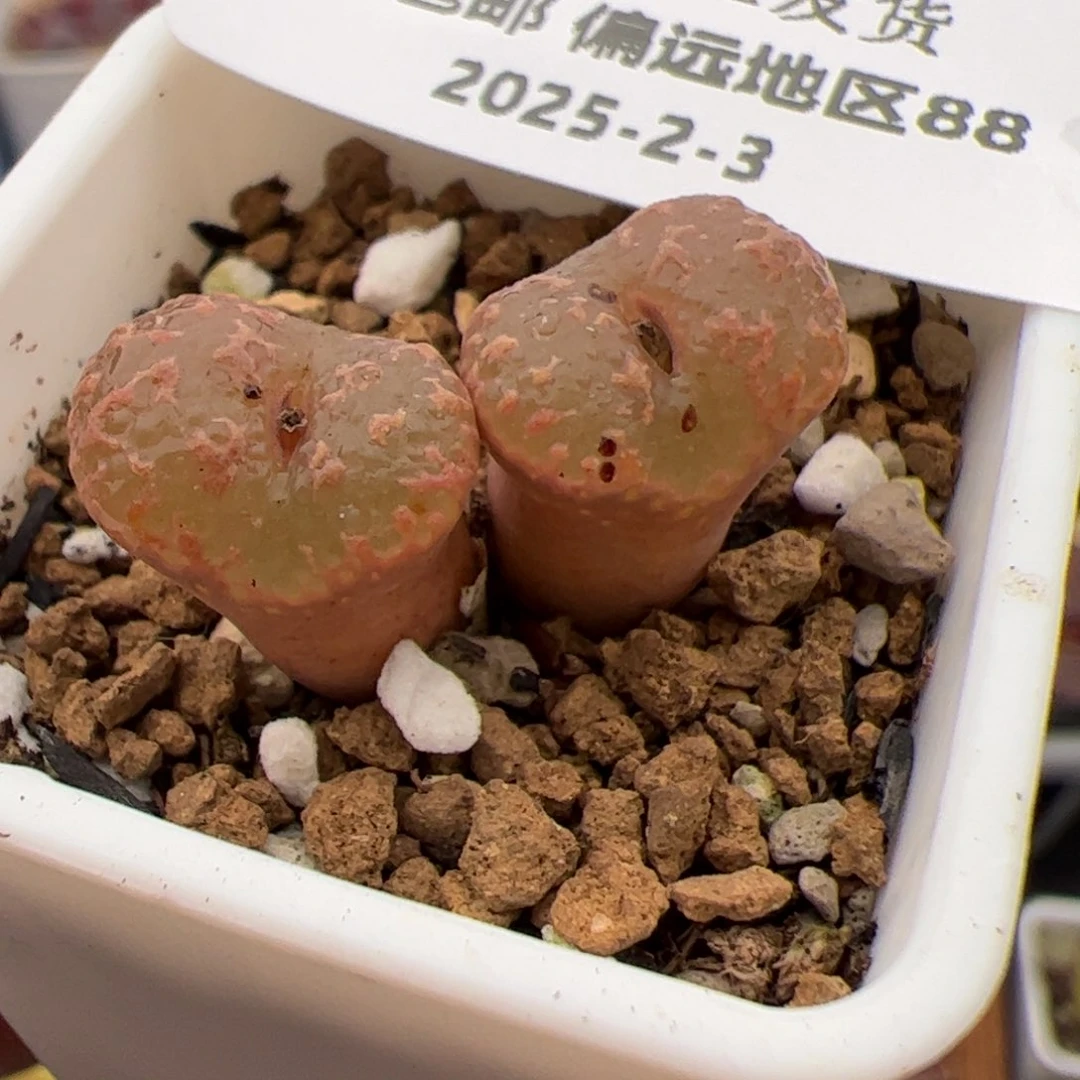 01087号泡泡勋章多肉植物