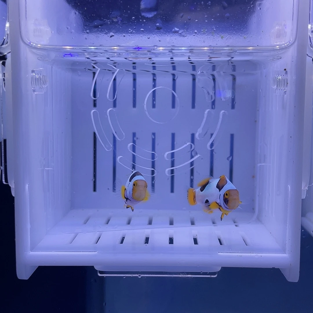 海水鱼3公分对装精品黑卡