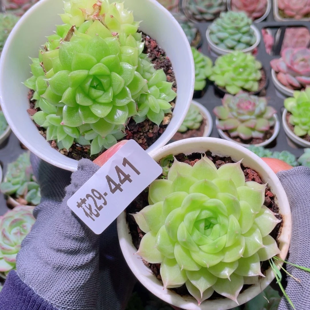 花利美29-441麦秆2颗