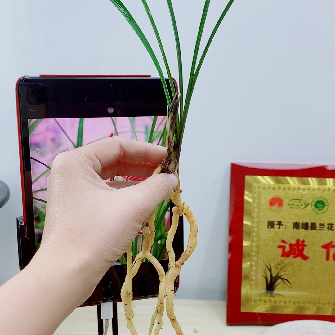 少量花朵（建议范围：2朵-5朵 或40%以下）