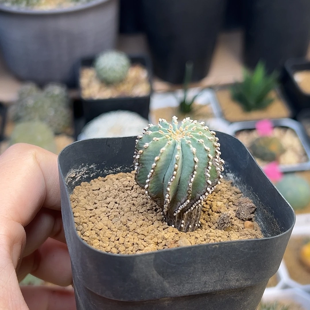 薄叶花龙笼实生球2.8cm