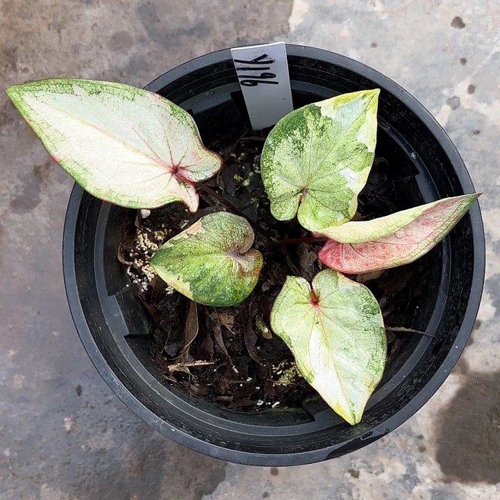 196-0210彩叶芋广东现货