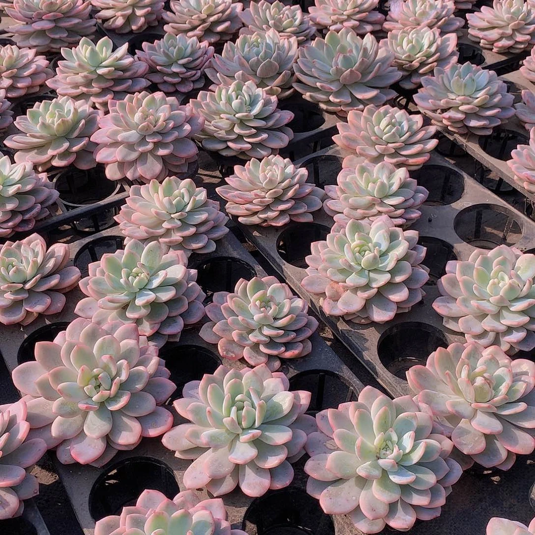 梦露锦456677899990009