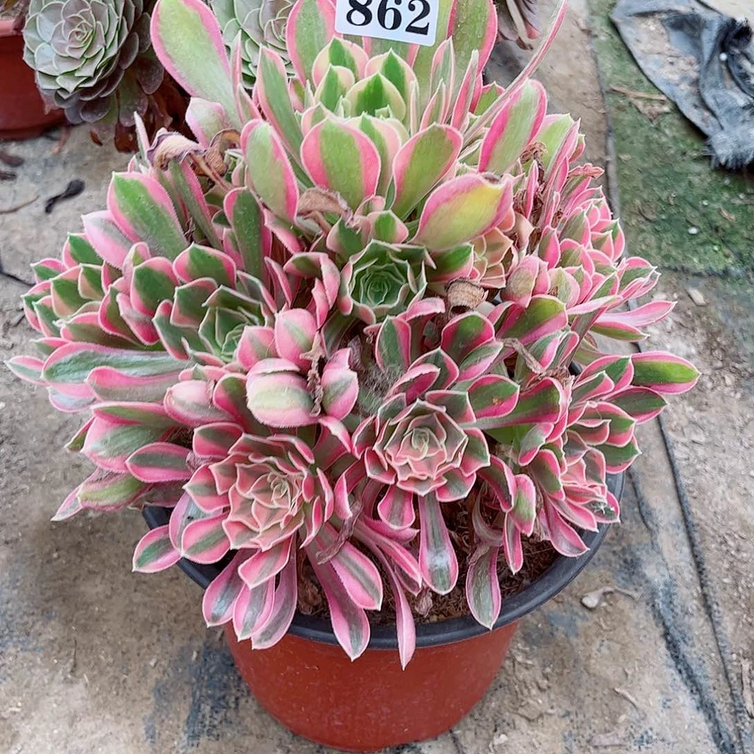 无花朵多肉植物862