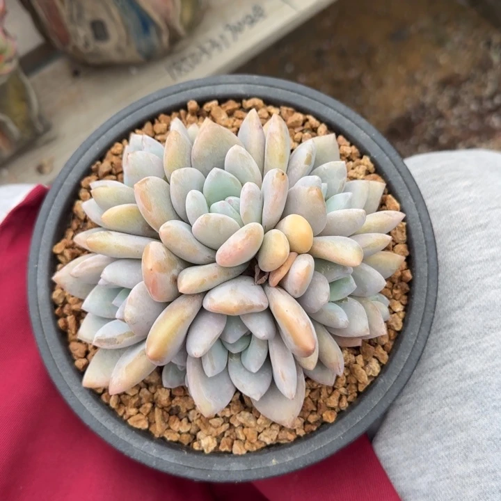 果糖群生五十包邮老桩