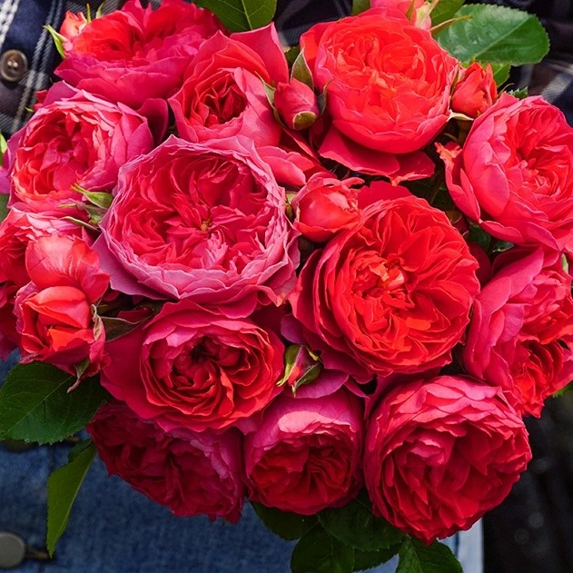 红果汁 云南玫瑰花苗老桩当年开花大花浓香月季老根花卉绿植盆栽