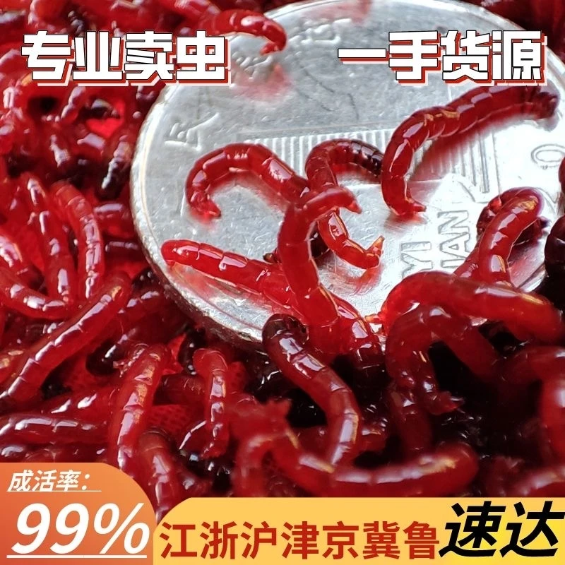 净虫【精品公虫】死虫包赔/鲜活红虫饵/包邮顺发特大虫王高品质