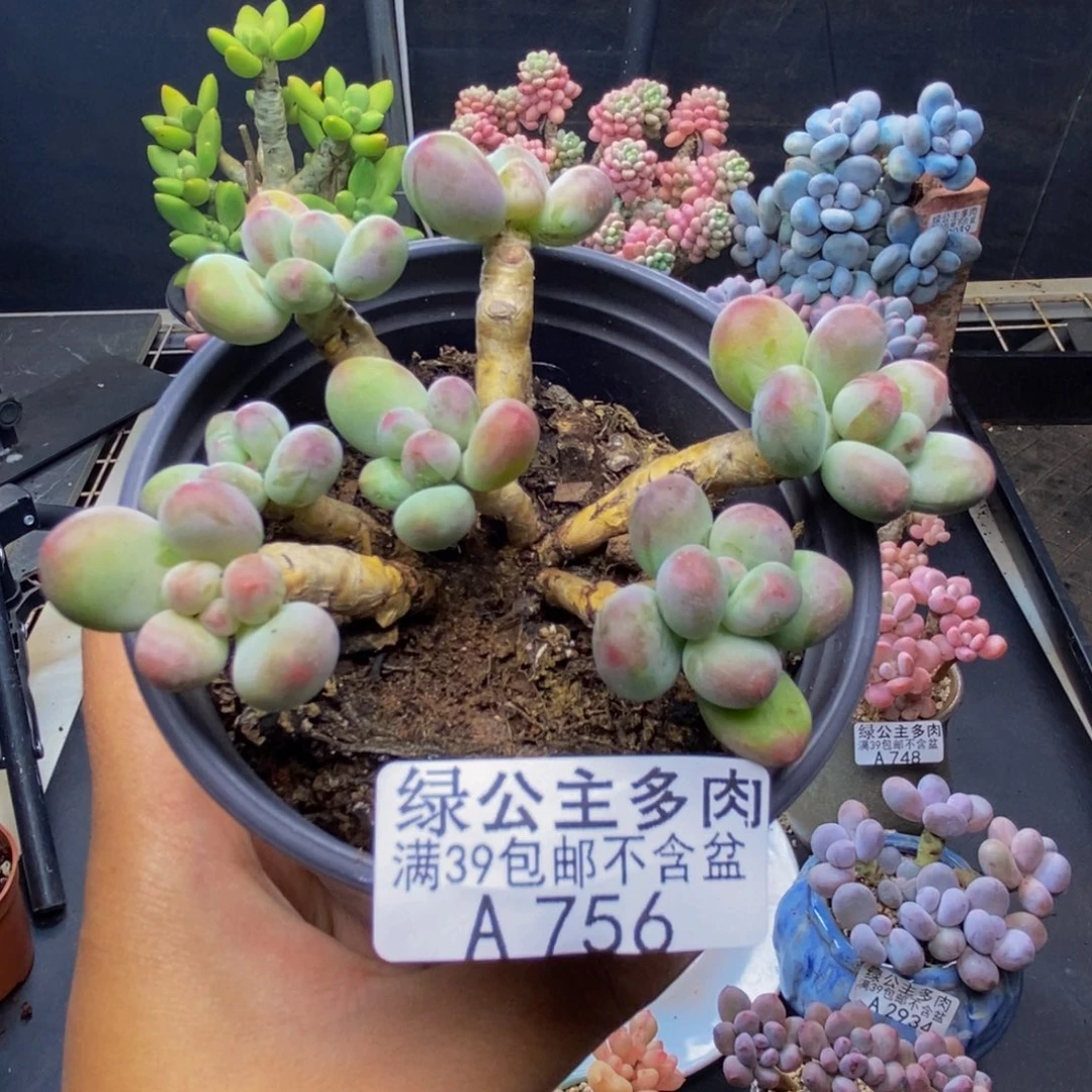 756苹果奶多肉7c m