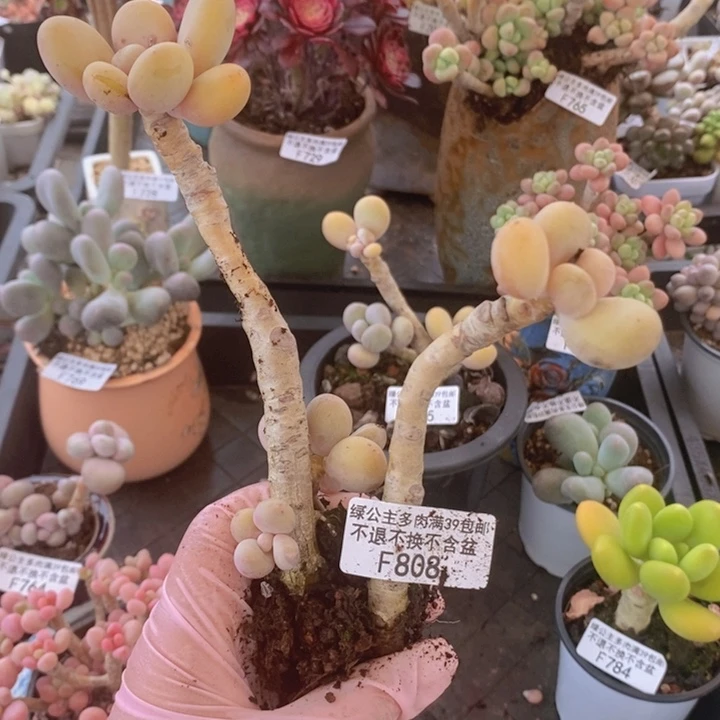 蛋黄奶老桩特价808多肉植物