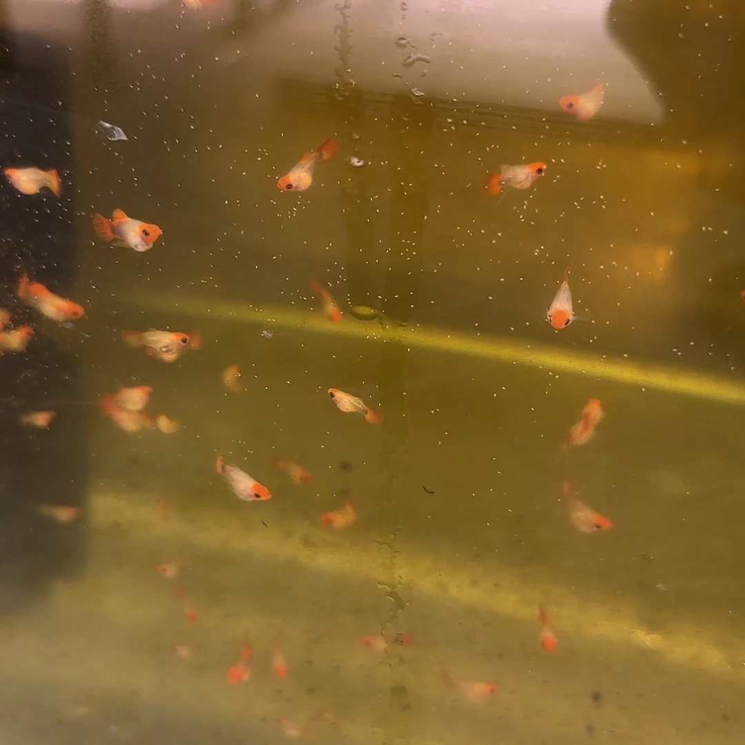 孔雀鱼黄化玻璃猫3对