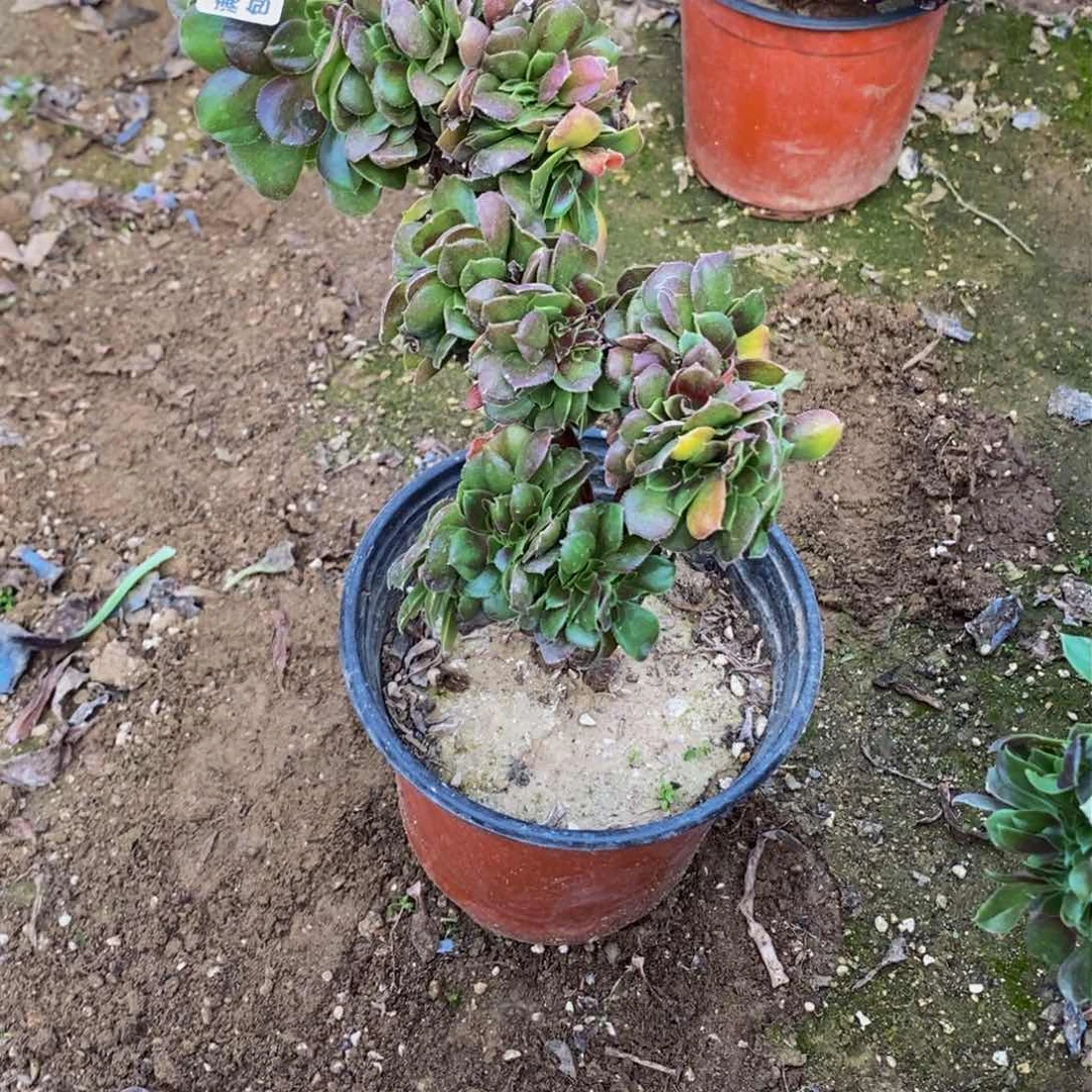 1831 号一物一拍多肉植物