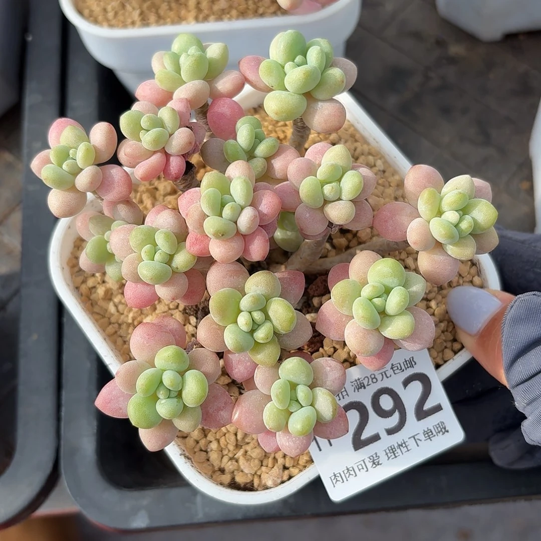 鱼子酱无盆土发货