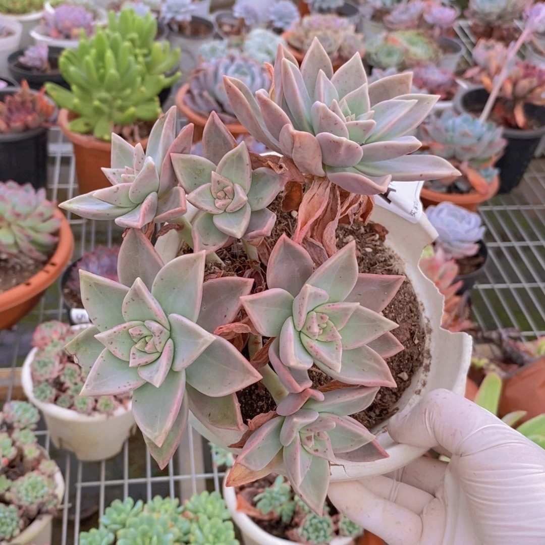 096宾月老桩一物一拍