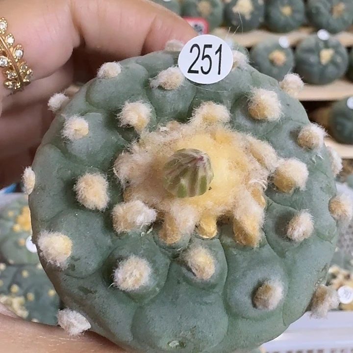 实生13棱园艺观赏植物