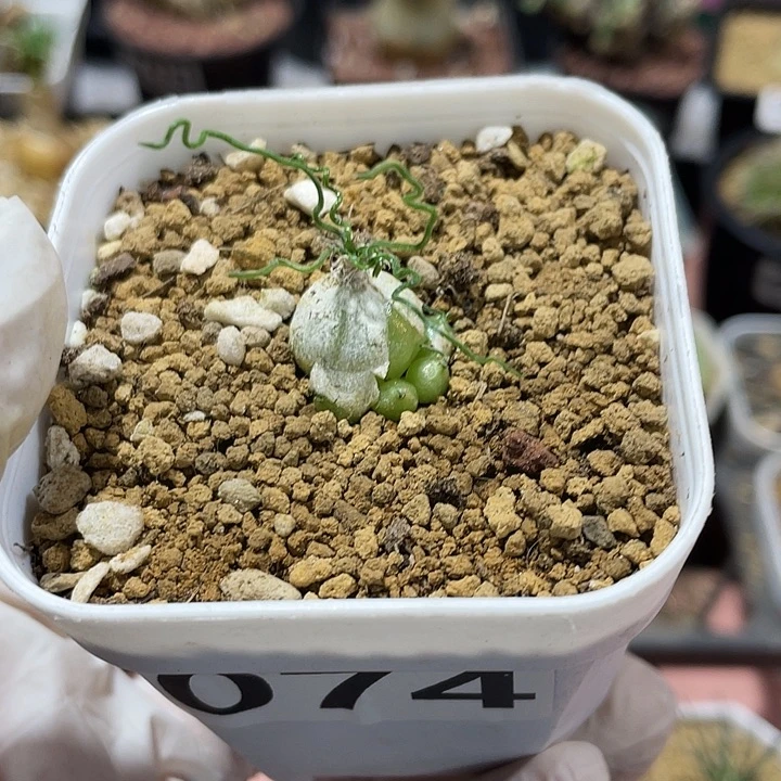 074泰迪迷你海葱，