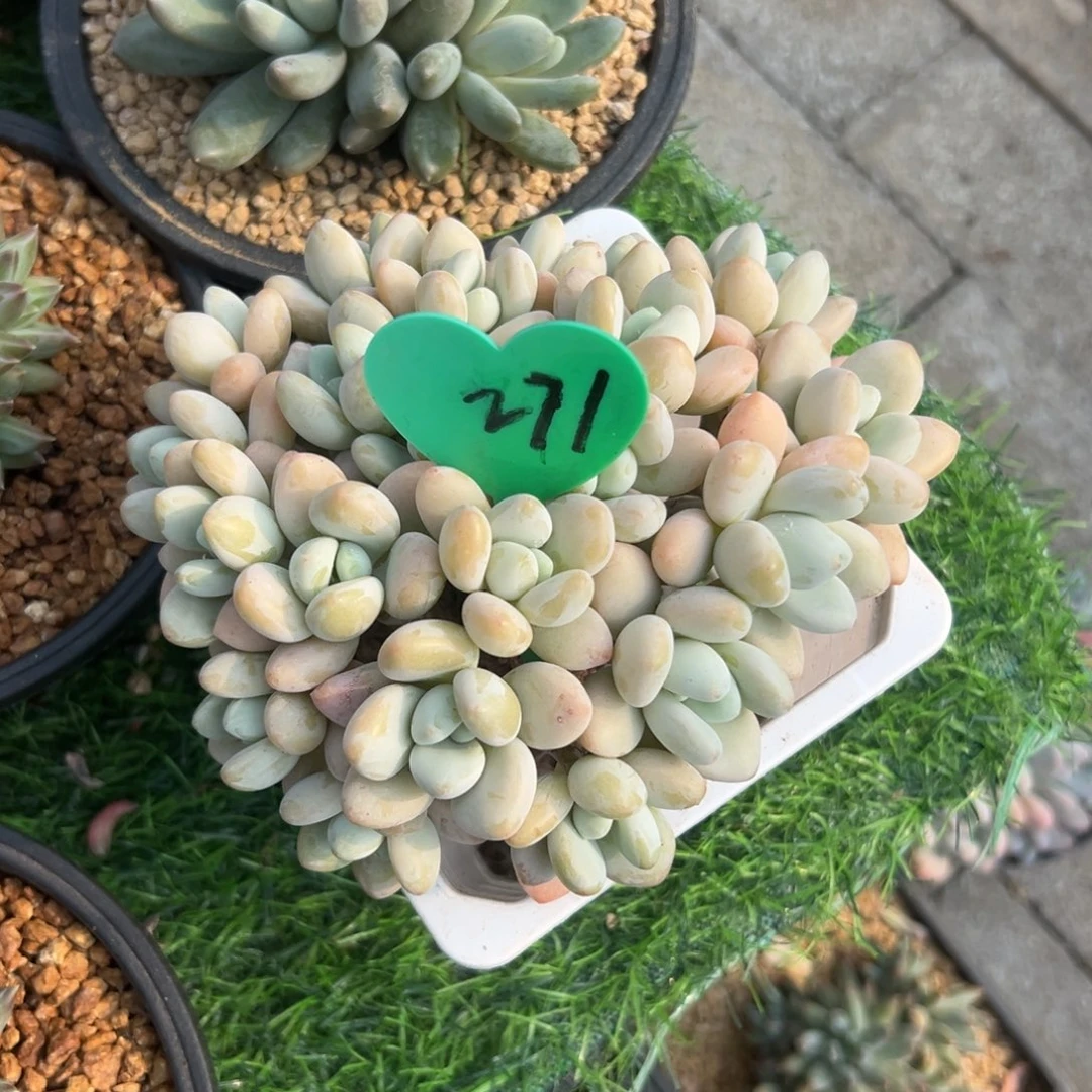 莹*犀多肉植物一物一拍