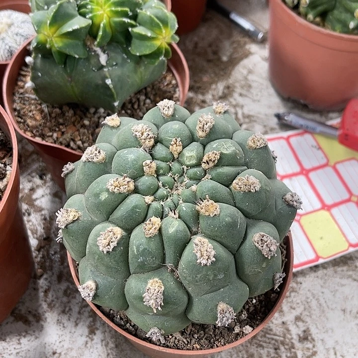 仙人球开花仙人球开花仙人球上