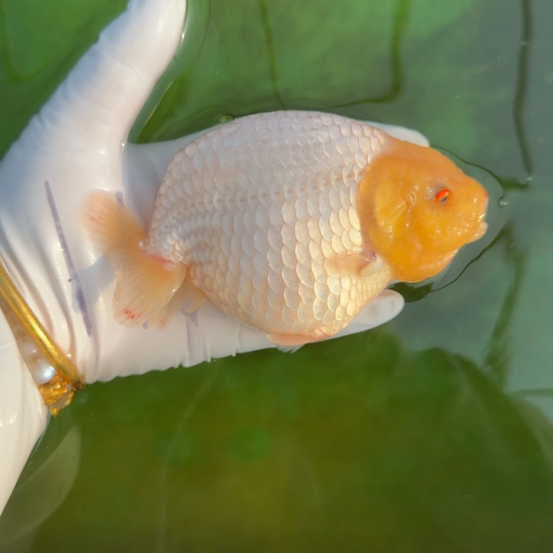 金鱼0029红嘴玉兔