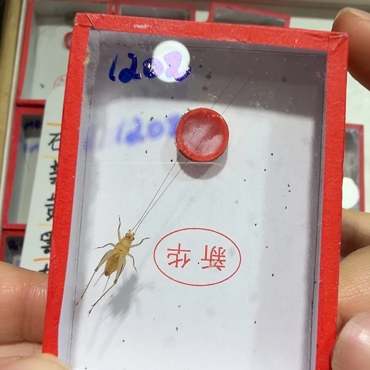 蟋蟀新华顶须冬黄蛉