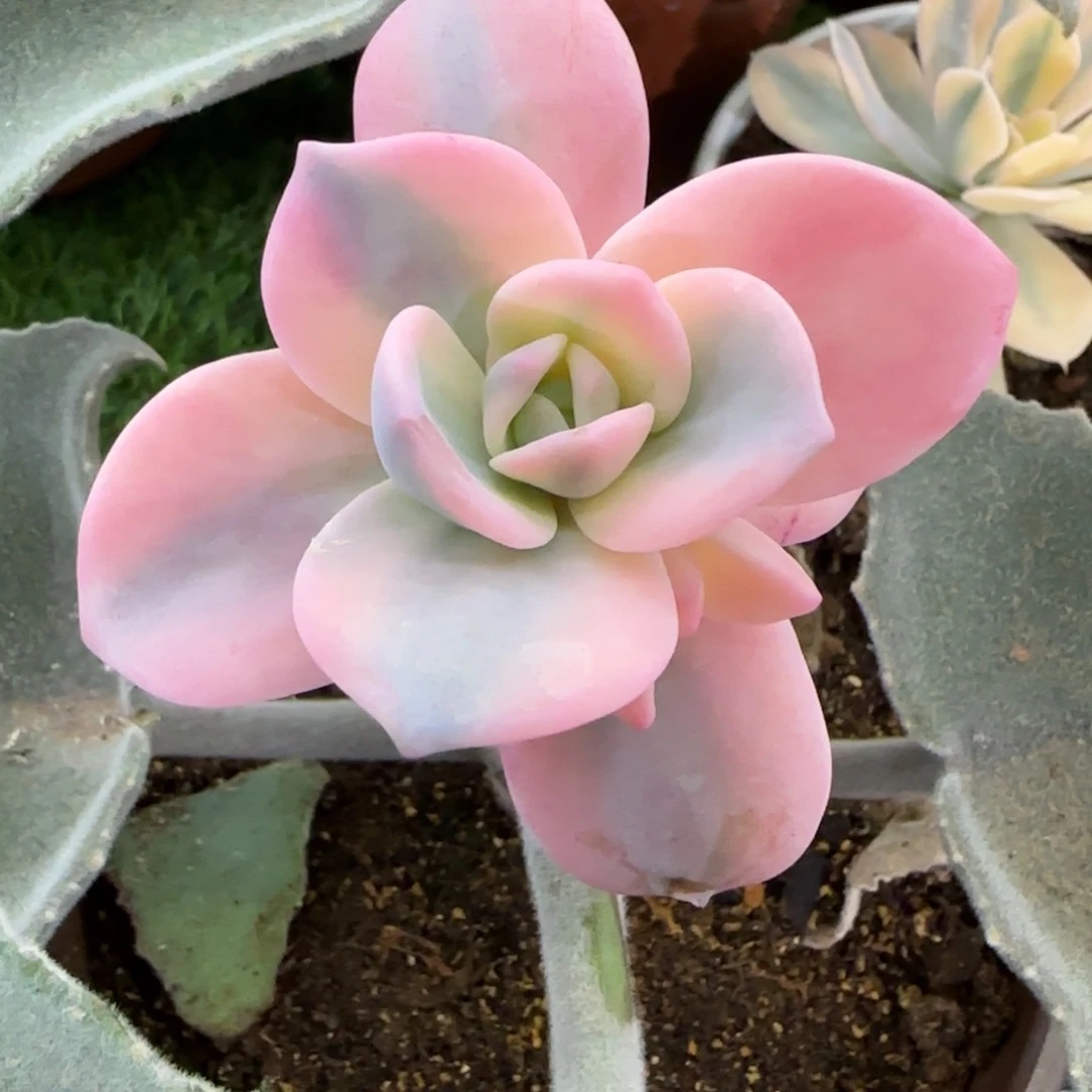 奶茶锦多肉植物的