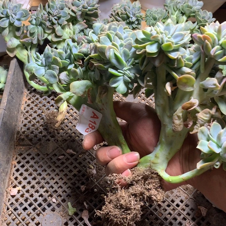 ****鹿183 满20包邮脱土发货