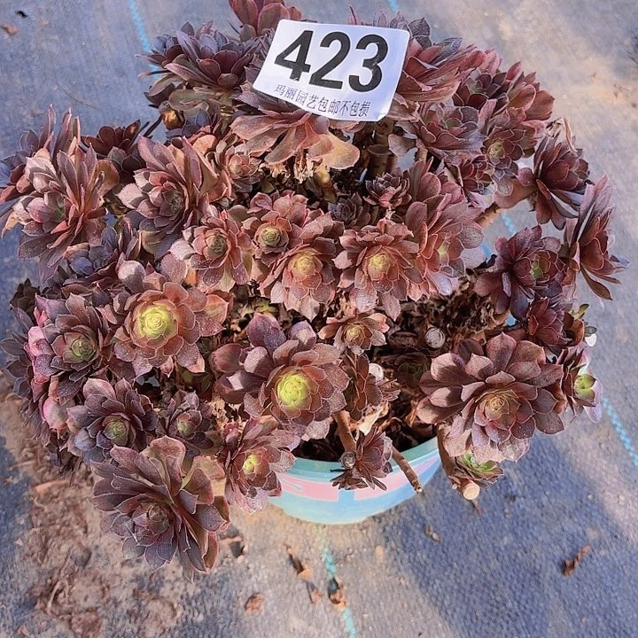 【闪购商品】?**?423万七彩2-11