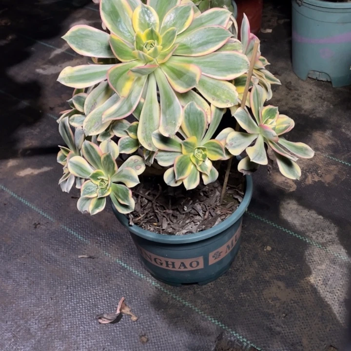 8灿烂多肉植物多肉多肉