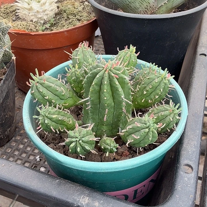 麒麟多头群7仙人球