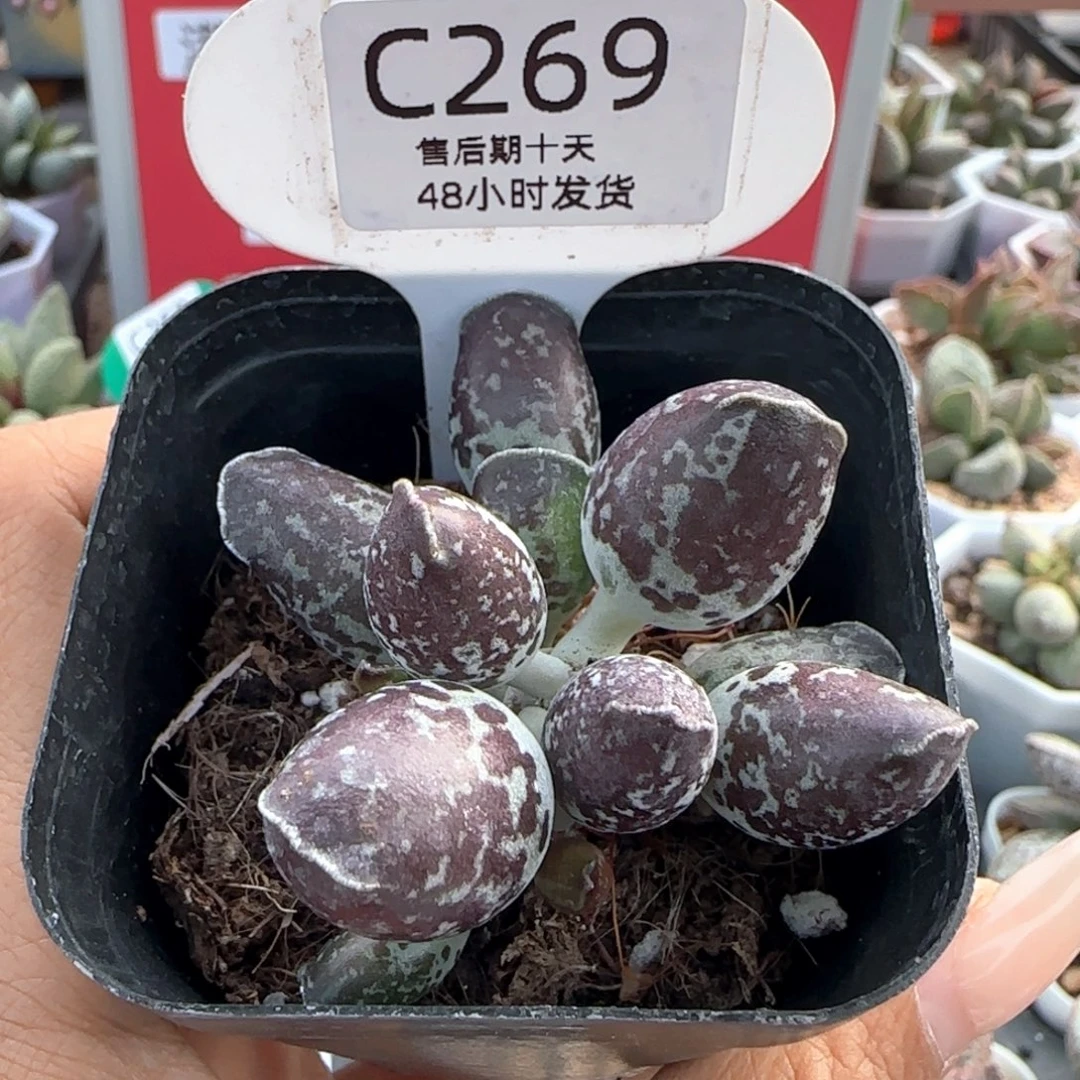 海豹。    269。