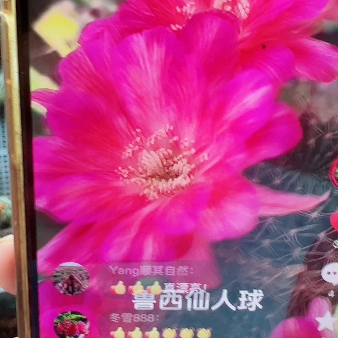 丽花 妩媚 侧芽 满20包邮
