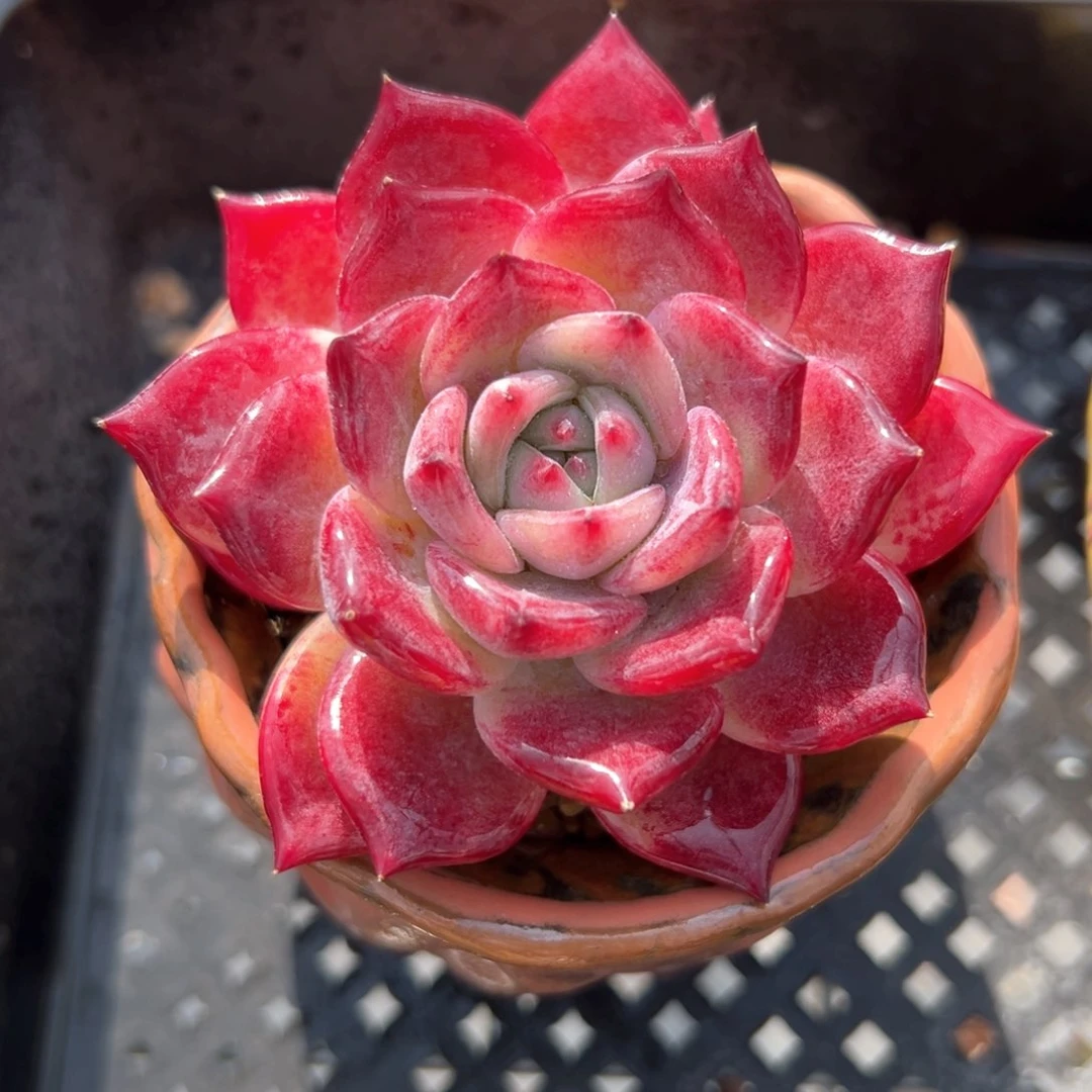 红拉糖（满38包邮）多肉