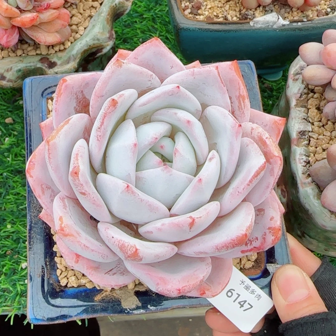 嫦娥，6147多肉植物