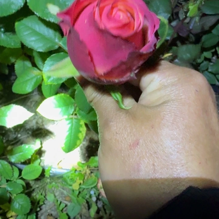 无花朵玛苔一加仑