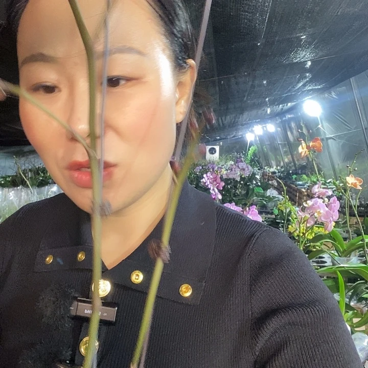 无花朵神仙姐姐蝴蝶兰